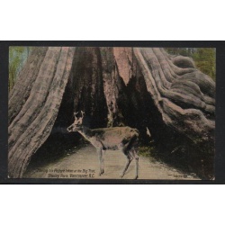 Colour Valentine & Sons PC  Deer at Big Tree Stanley park Vancouver unused