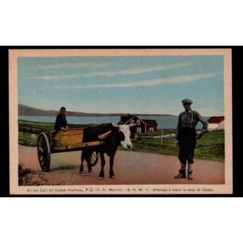 Colour PC Ox Cart on Gaspe Highway, Que unused