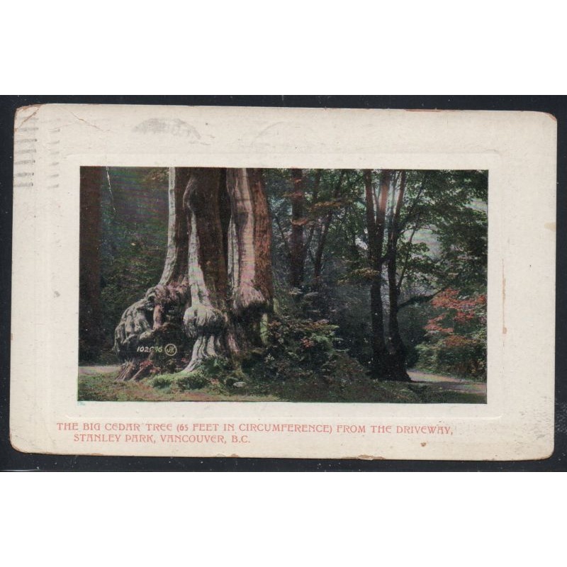 Valentine & SonsColour PC Big Cedar Stanley Park used 1911