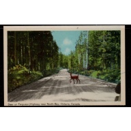 Colour  PC Deer on Ferguson Highway near North Bay, Ontario ,unused