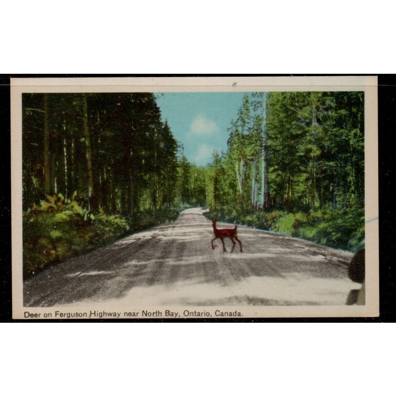 Colour  PC Deer on Ferguson Highway near North Bay, Ontario ,unused